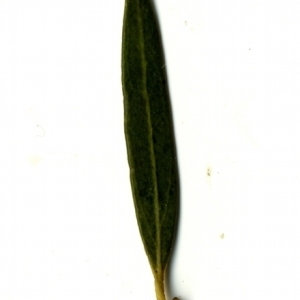 Photographie n°153364 du taxon Phillyrea angustifolia L. [1753]