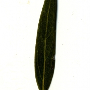 Photographie n°153366 du taxon Phillyrea angustifolia L. [1753]