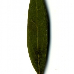 Photographie n°153367 du taxon Phillyrea angustifolia L. [1753]