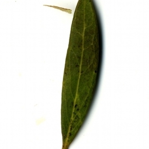 Photographie n°153370 du taxon Phillyrea angustifolia L. [1753]