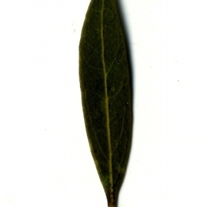 Photographie n°153371 du taxon Phillyrea angustifolia L. [1753]