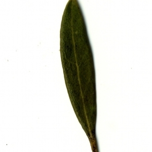 Photographie n°153372 du taxon Phillyrea angustifolia L. [1753]
