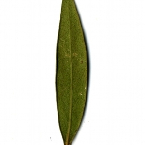 Photographie n°153373 du taxon Phillyrea angustifolia L. [1753]