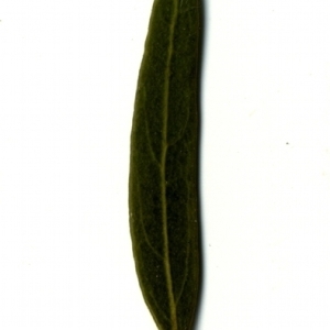 Photographie n°153374 du taxon Phillyrea angustifolia L. [1753]