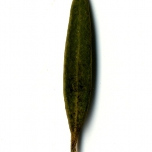 Photographie n°153375 du taxon Phillyrea angustifolia L. [1753]