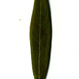 Photographie n°153376 du taxon Phillyrea angustifolia L. [1753]