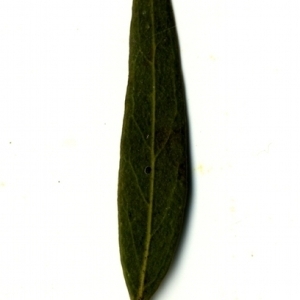 Photographie n°153377 du taxon Phillyrea angustifolia L. [1753]