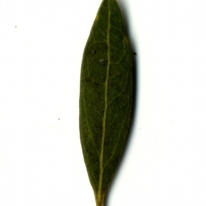 Photographie n°153378 du taxon Phillyrea angustifolia L. [1753]