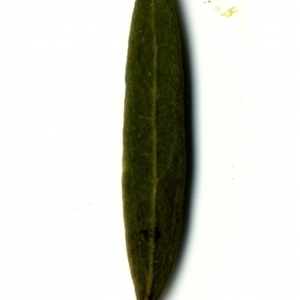 Photographie n°153379 du taxon Phillyrea angustifolia L. [1753]