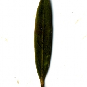 Photographie n°153381 du taxon Phillyrea angustifolia L. [1753]