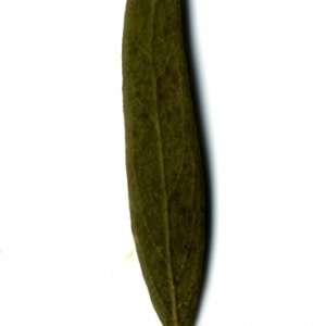Photographie n°153383 du taxon Phillyrea angustifolia L. [1753]