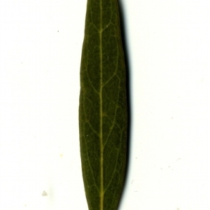 Photographie n°153386 du taxon Phillyrea angustifolia L. [1753]