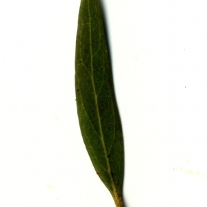 Photographie n°153388 du taxon Phillyrea angustifolia L. [1753]