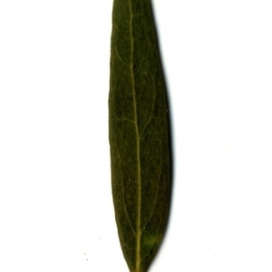 Photographie n°153389 du taxon Phillyrea angustifolia L. [1753]