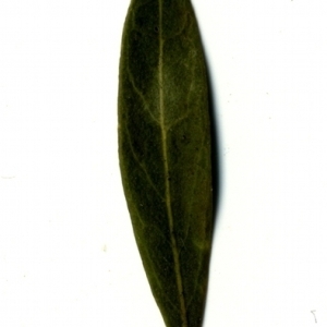 Photographie n°153392 du taxon Phillyrea angustifolia L. [1753]