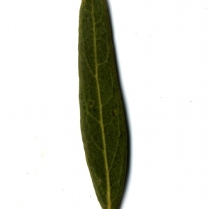 Photographie n°153393 du taxon Phillyrea angustifolia L. [1753]