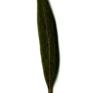 Photographie n°153394 du taxon Phillyrea angustifolia L. [1753]