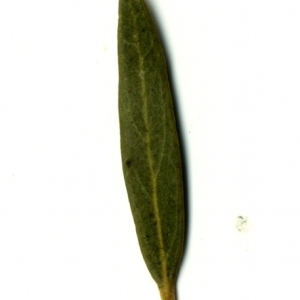Photographie n°153397 du taxon Phillyrea angustifolia L. [1753]