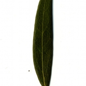 Photographie n°153398 du taxon Phillyrea angustifolia L. [1753]