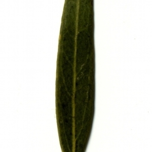 Photographie n°153403 du taxon Phillyrea angustifolia L. [1753]