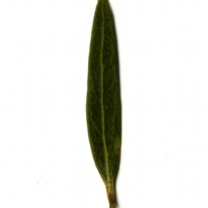 Photographie n°153404 du taxon Phillyrea angustifolia L. [1753]