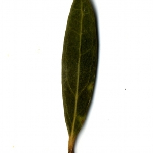 Photographie n°153405 du taxon Phillyrea angustifolia L. [1753]