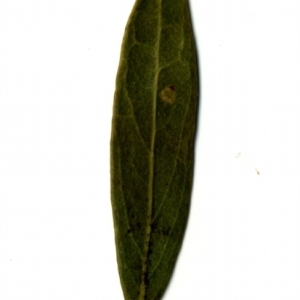 Photographie n°153406 du taxon Phillyrea angustifolia L. [1753]