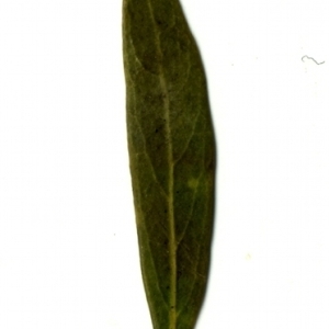 Photographie n°153408 du taxon Phillyrea angustifolia L. [1753]