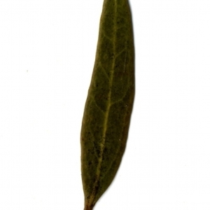 Photographie n°153409 du taxon Phillyrea angustifolia L. [1753]