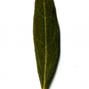 Photographie n°153411 du taxon Phillyrea angustifolia L. [1753]