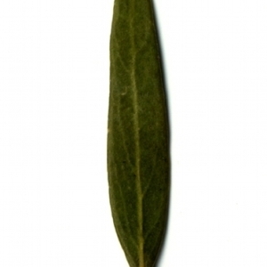 Photographie n°153413 du taxon Phillyrea angustifolia L. [1753]