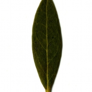 Photographie n°153414 du taxon Phillyrea angustifolia L. [1753]