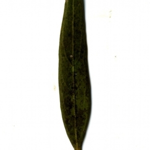 Photographie n°153416 du taxon Phillyrea angustifolia L. [1753]
