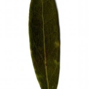 Photographie n°153417 du taxon Phillyrea angustifolia L. [1753]