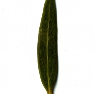 Photographie n°153419 du taxon Phillyrea angustifolia L. [1753]