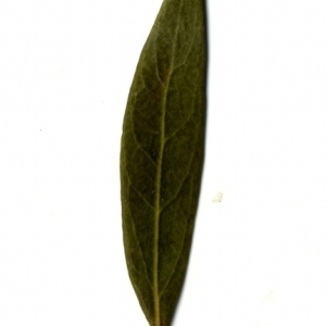 Photographie n°153421 du taxon Phillyrea angustifolia L. [1753]