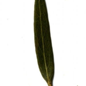 Photographie n°153423 du taxon Phillyrea angustifolia L. [1753]