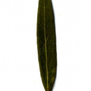 Photographie n°153424 du taxon Phillyrea angustifolia L. [1753]