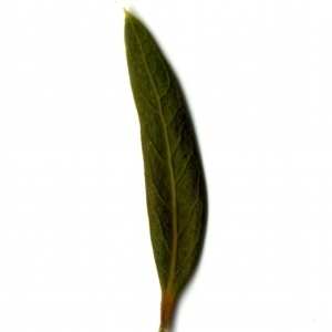 Photographie n°153426 du taxon Phillyrea angustifolia L. [1753]