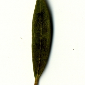 Photographie n°153429 du taxon Phillyrea angustifolia L. [1753]