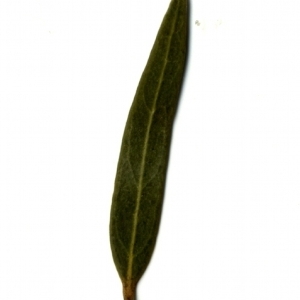 Photographie n°153430 du taxon Phillyrea angustifolia L. [1753]