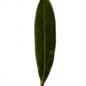 Photographie n°153431 du taxon Phillyrea angustifolia L. [1753]