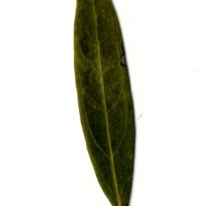 Photographie n°153434 du taxon Phillyrea angustifolia L. [1753]
