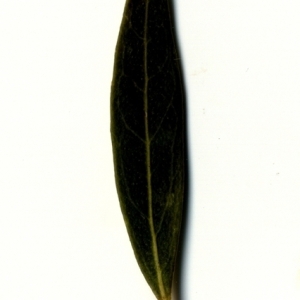 Photographie n°153435 du taxon Phillyrea angustifolia L. [1753]