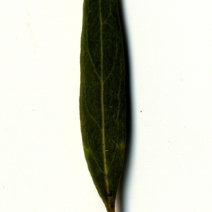 Photographie n°153440 du taxon Phillyrea angustifolia L. [1753]