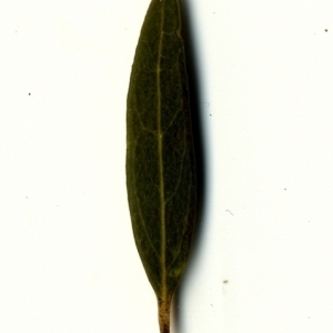 Photographie n°153441 du taxon Phillyrea angustifolia L. [1753]