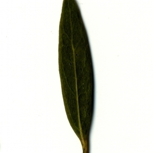 Photographie n°153442 du taxon Phillyrea angustifolia L. [1753]