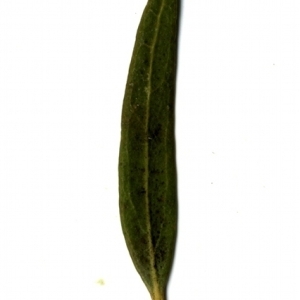 Photographie n°153446 du taxon Phillyrea angustifolia L. [1753]