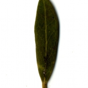 Photographie n°153447 du taxon Phillyrea angustifolia L. [1753]