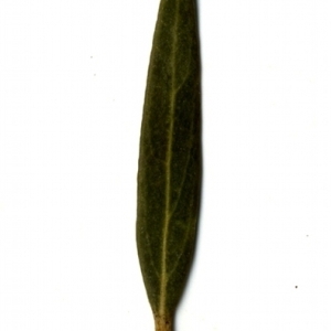 Photographie n°153449 du taxon Phillyrea angustifolia L. [1753]